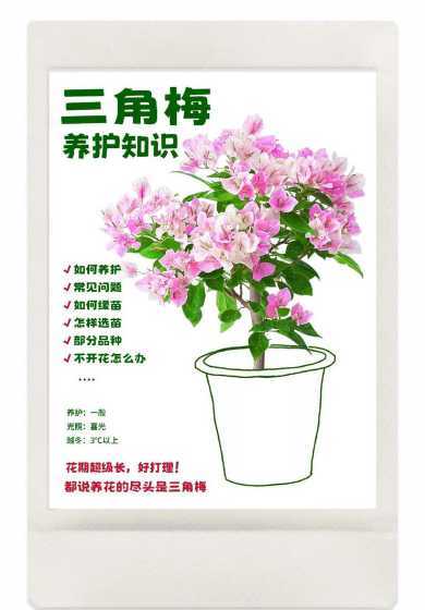 三角梅怎么样才能过冬 三角梅怎么过冬