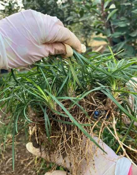 小叶麦冬地里怎么除草 麦冬产生除草剂药害怎么办