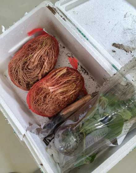 韭来为什么会种空根了 为什么韭菜一定要割三次后开花