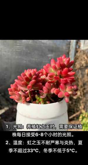 多肉植物虹之玉怎么养 多肉虹之玉该怎么养