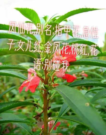 西洋凤仙的花语是什么 凤仙花的花语是什么凤仙花的寓意和象征