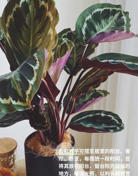 彩虹竹芋冬天怎么浇水 彩虹竹芋冬天会冻死吗