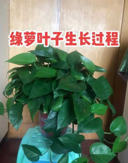 绿萝为什么能长这么长 绿萝为什么有的是能有长长的藤,有的不长藤