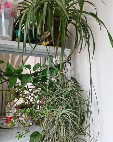 三七吊兰为什么不开花 三七和吊兰是一种植物吗