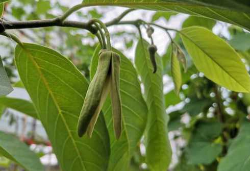 释迦果的花是怎么样的 释迦果几月份开花结果