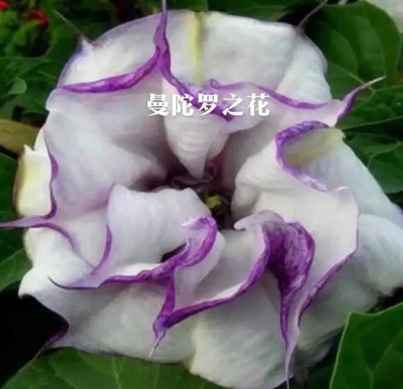 曼陀罗花的英语是什么 谁能告诉我曼陀罗和彼岸花的英文名