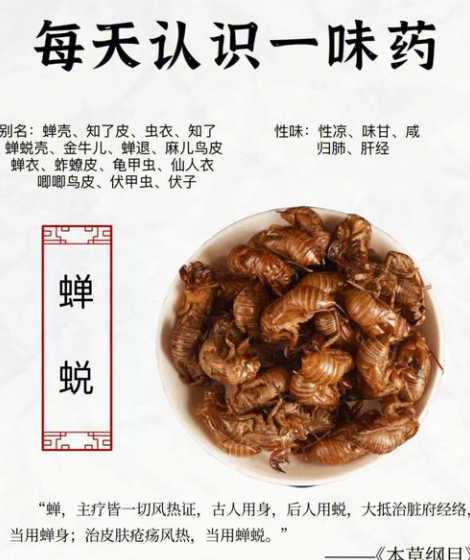 蝉放在什么温度下保存 金蝉怎么保存