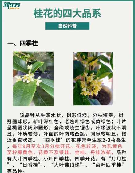 桂花观察什么时候开花 桂花一般什么时候开