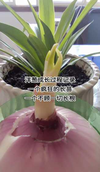 没发芽的洋葱怎么水培 洋葱发芽了怎么水培