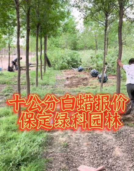 10公分白蜡树多少钱 胸径10公分国槐价格12公分国槐多少钱
