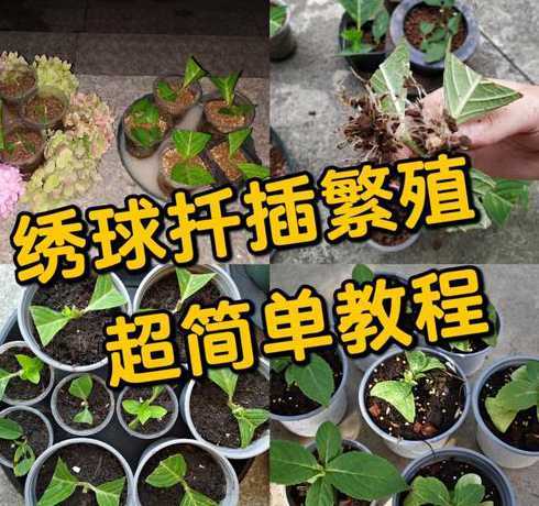 变色绣球怎么繁殖方法 绣球花可以扦插繁殖吗如何扦插成活率高呢