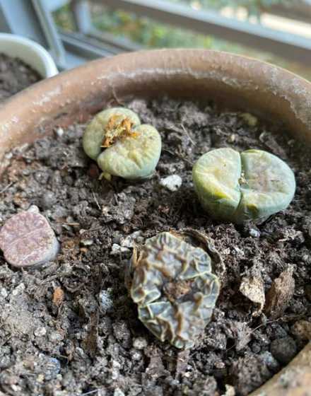 生石花底部烂了怎么办 生石花烂根怎么办