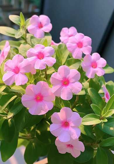 长春花为什么一直开花 长春花不开花怎么回事