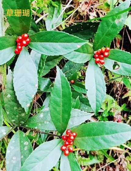 草珊瑚属于什么科植物 草珊瑚是什么