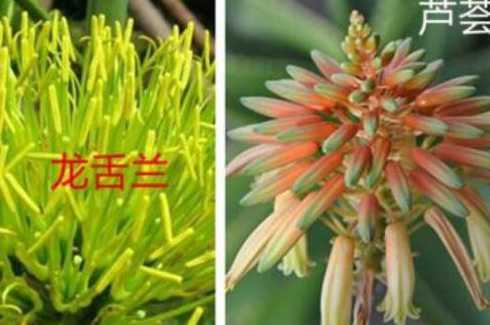 龙舌兰和芦荟什么关系 芦荟和龙舌兰有什么区别