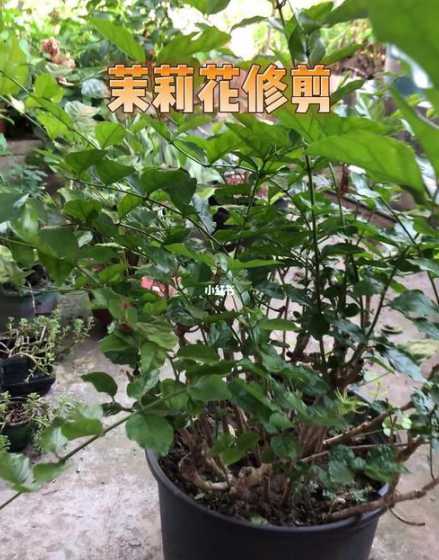 茉莉开花之后怎么修剪 茉莉花怎么修剪