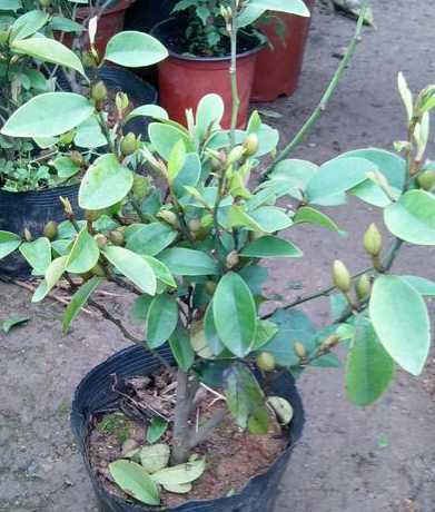 含笑花种子是花的哪里 含笑花开花后的种子可以直接种植吗