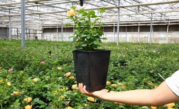 种植花草可以总不换士吗 可以在孕妇的卧室里养花吗