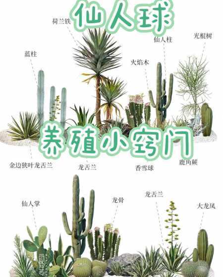 多肉植物怎么养仙人球 仙人掌及多肉植物仙人球的培育方法是什么