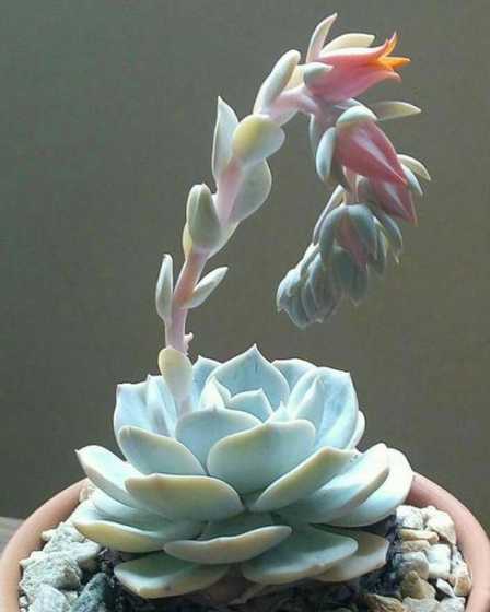 石莲花的花是什么颜色 石莲花花语是什么(石莲花的花语寓意是什么)