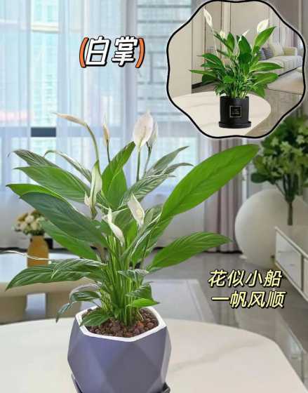 一帆风顺水养殖怎么养 请问一帆风顺花在水里怎么养