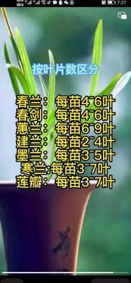 兰花都在什么月份开花 兰花的开花月份