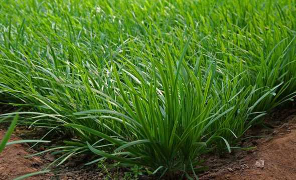 韭菜菲菜韭菜是什么菜 韭菜为什么叫fei菜