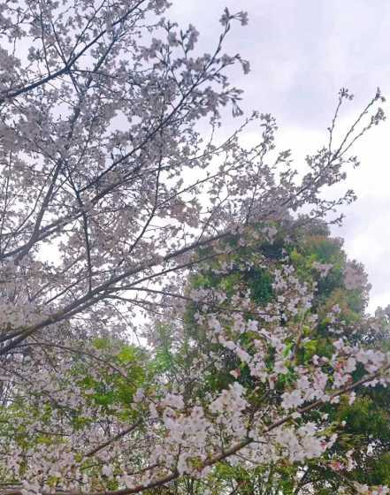 白色的樱花花语是什么 白色樱花的寓意和花语