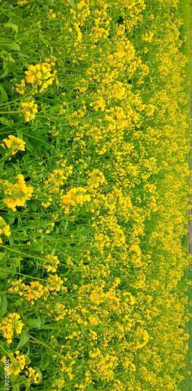 油菜花种有些什么花开 油菜花开