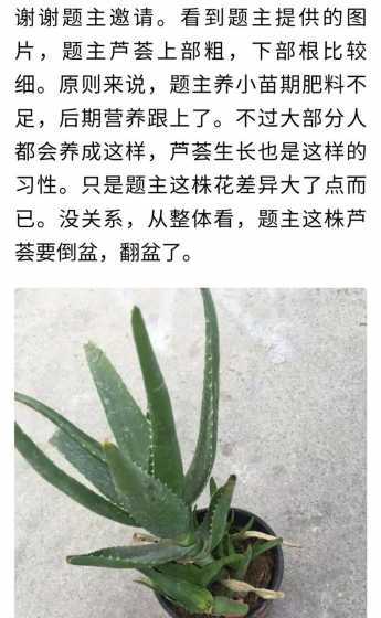 芦荟怎么养才容易长大 刚买回来的芦荟要怎么养,什么时候移盆好