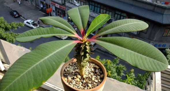 火龙盆栽适合怎么浇水 盆栽火龙果怎么浇水