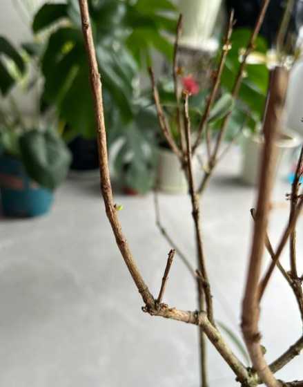 桂花在屋里怎么掉叶子 桂花掉叶子是怎么回事怎么补救