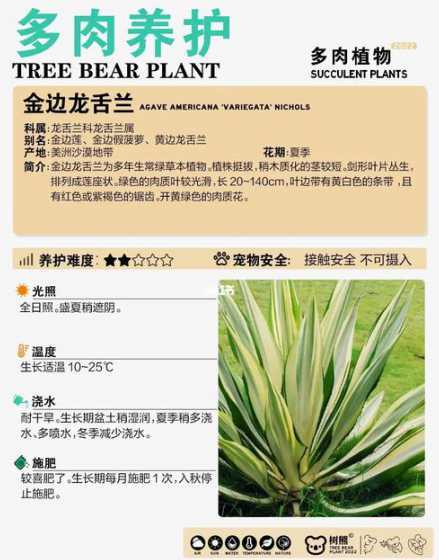 龙舌兰树怎么养殖方法 酒瓶兰的养殖方法和注意事项酒瓶兰开花以后怎么办
