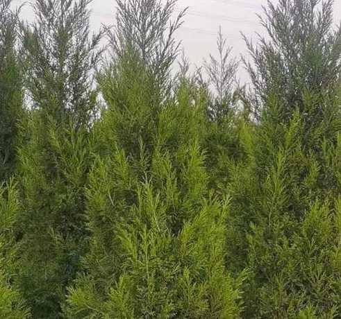 河南柏树三米高多少钱 故宫的讲解器多少钱租一个