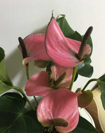 粉掌的花为什么变绿了 粉掌花变绿后怎么处理