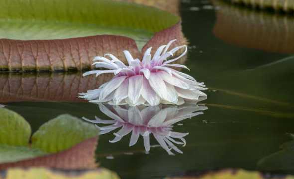 下列花卉中属于温室花卉 温室草本花卉有那些
