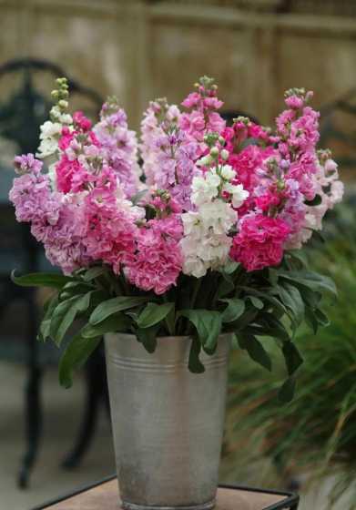 盆栽紫罗兰要注意什么 紫罗兰怎么养有什么需要注意的