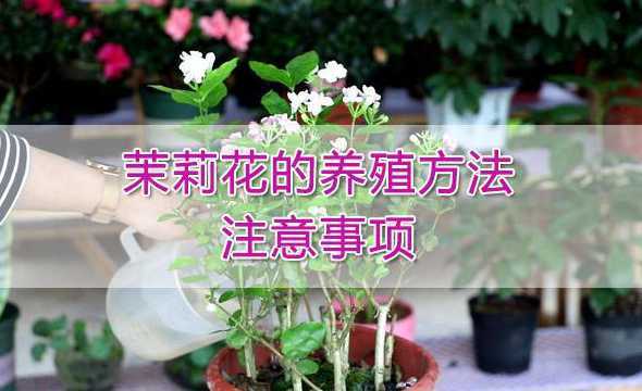 巴西茉莉怎么养殖技术 巴西茉莉的养殖方法如何养殖巴西茉莉