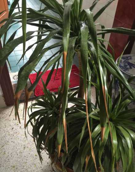 富贵树叶尖发黄怎么办 富贵树叶子黄