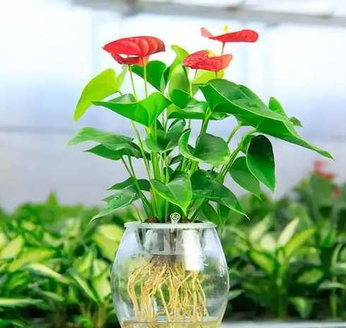 红掌植物喜欢什么环境 红掌花喜欢什么样的土壤