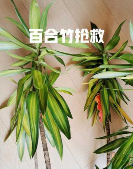 竹子叶子油腻怎么处理 我的夏威夷竹子生病了,叶子上有好多油一样的东西,如何处理