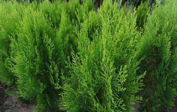 侧柏树25公分多少钱 一棵杨树植多少钱