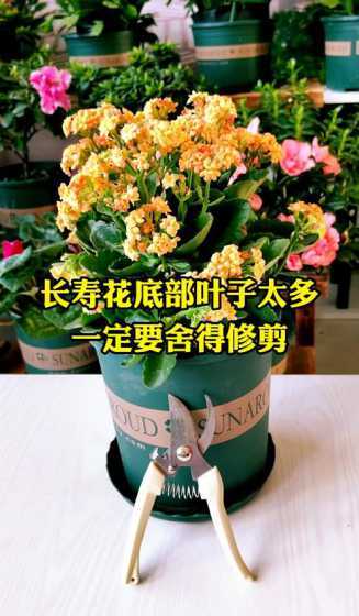 长寿花叶子茂密怎么剪 长寿花叶子太密怎么修剪 方法是什么