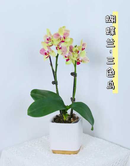 漂亮的蝴蝶兰怎么样养 蝴蝶兰怎么养护