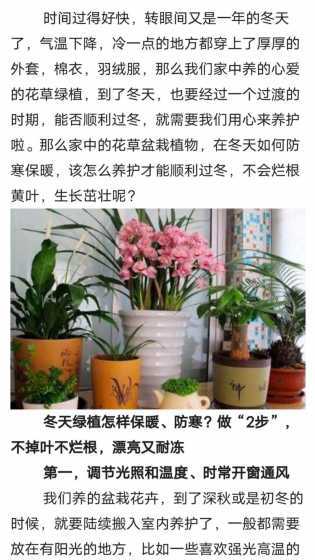 冬季家里盆栽怎么防冻 盆栽冬季怎么防冻