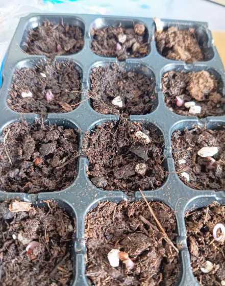 仙客来什么时候有种子 仙客来种子多久成熟,怎么播种