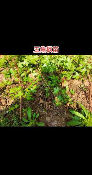 五角枫适合在哪里种植 五角枫树适合什么地方种植