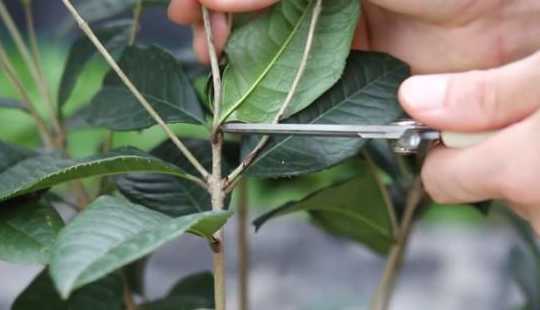 桂花冬季落叶如何修剪 桂花树冬天落叶吗