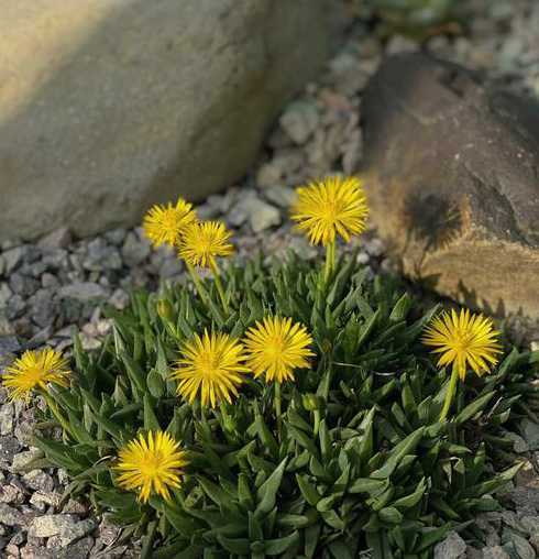 黄花照波种子什么样子 黄花照波的养殖方法和注意事项介绍