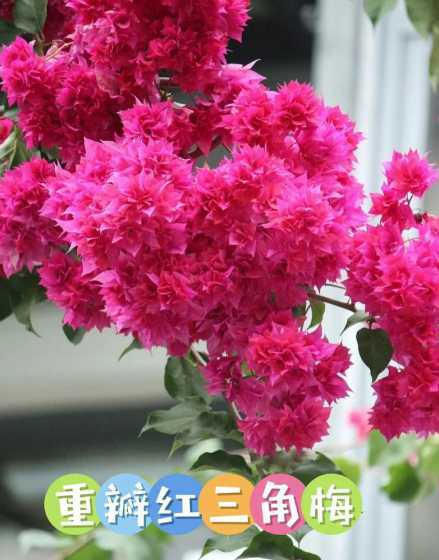 三角梅重瓣红是什么红 三角梅什么品种耐寒